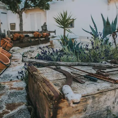 Paradiso 奥斯图尼